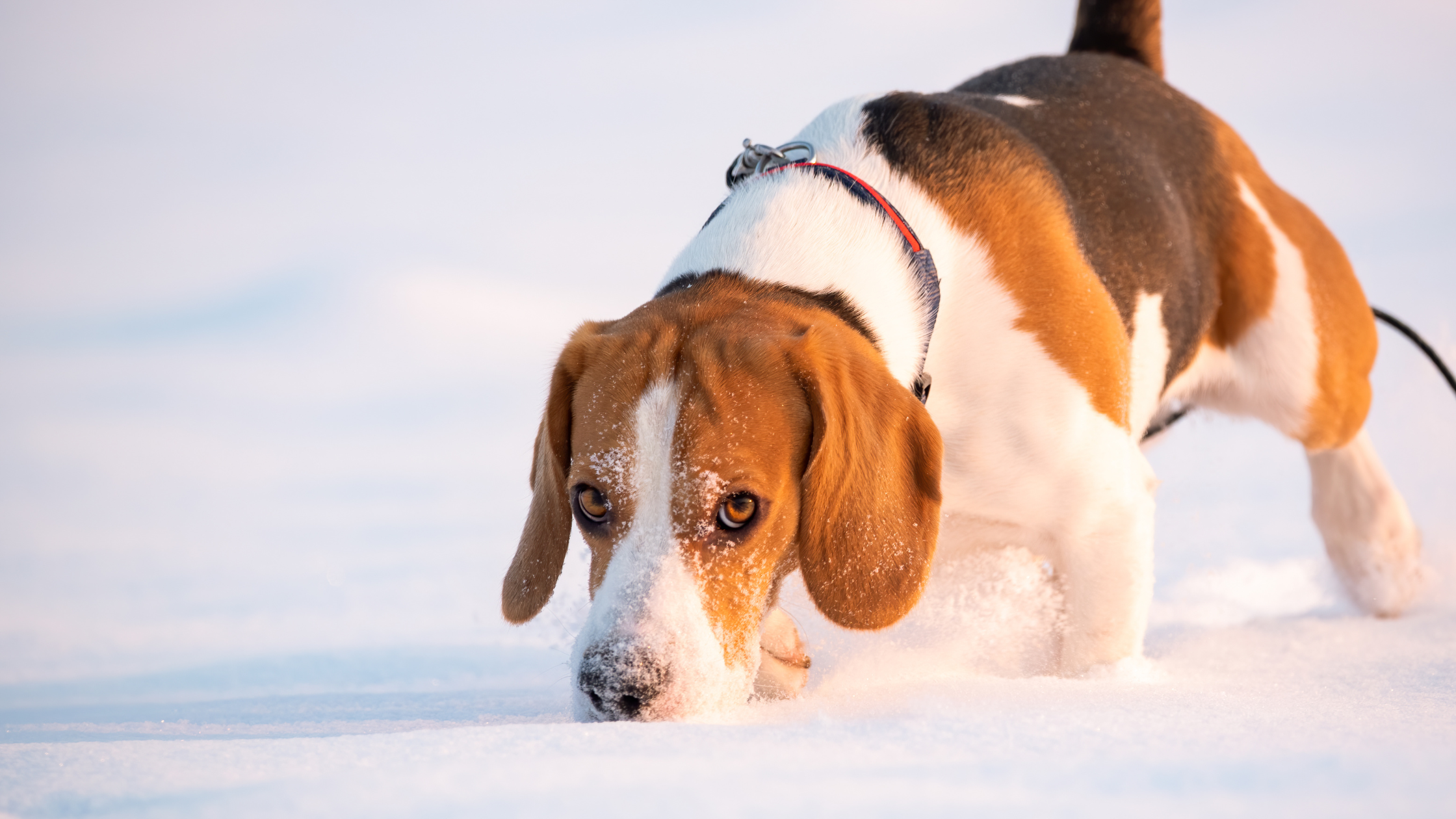 Beagle schnüffelt im Schnee bei strahlender Wintersonne