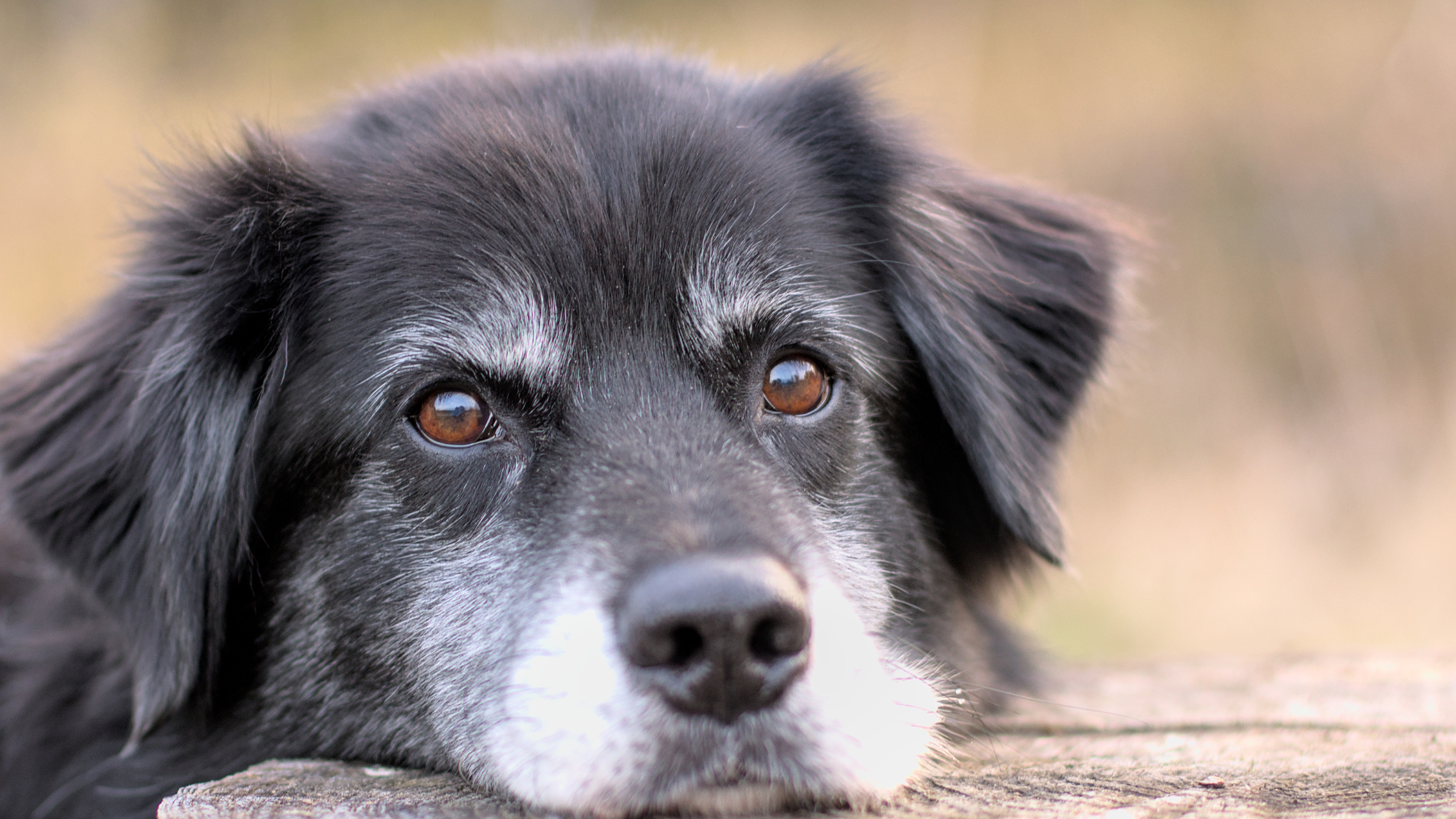 Hund mit grauer Schnauze liegt entspannt und strahlt   Wissen und Lebenserfahrung aus