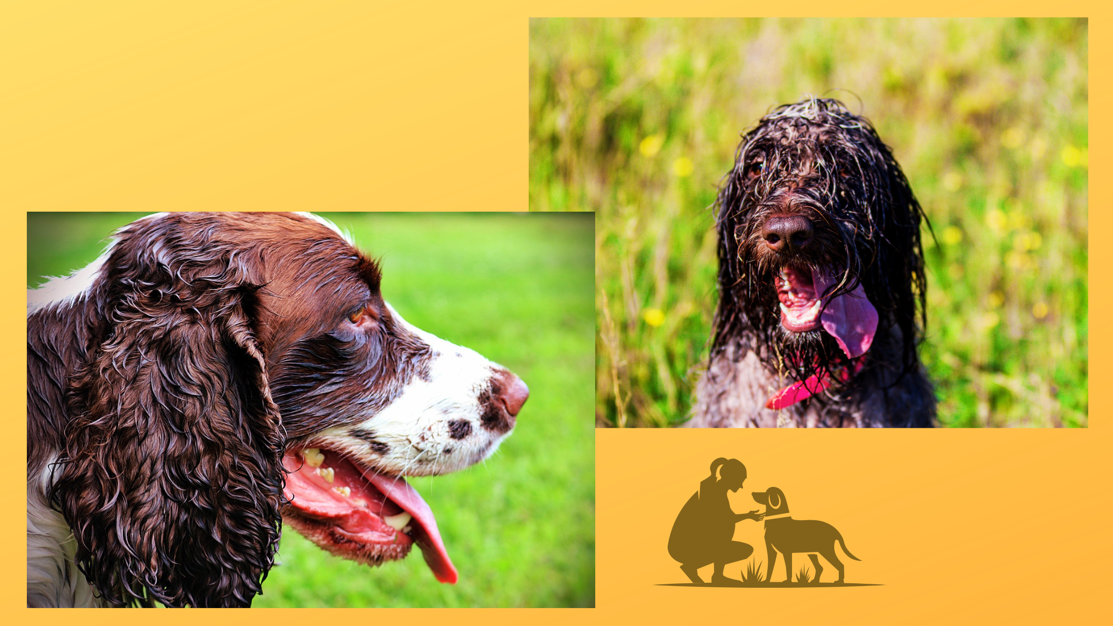 Jagdhunde sind nach der Nasenarbeit, von der Nachsuche, nach dem Mantrailing nass von durch die regennassen Wiesen
