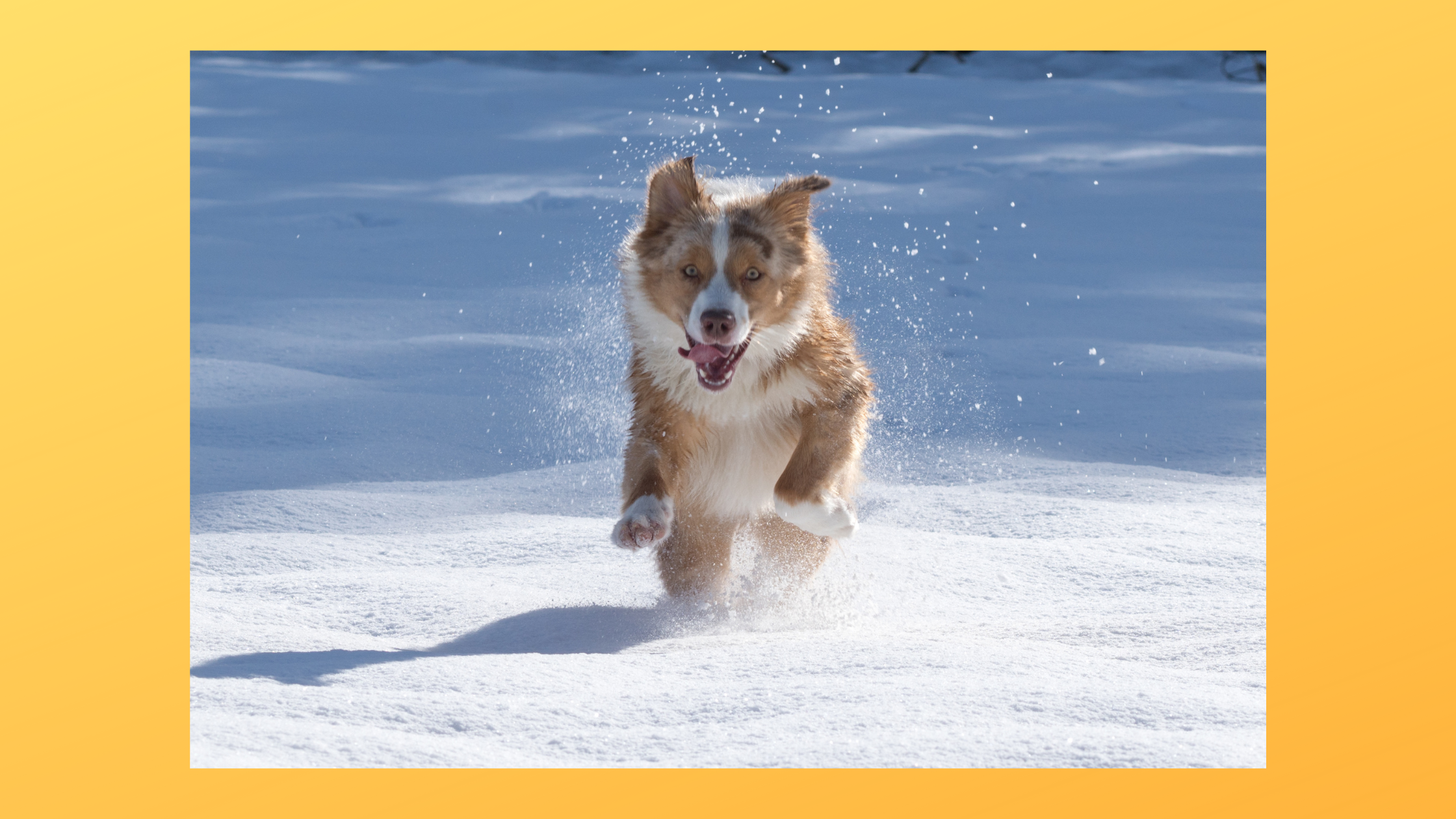 Ein sportlicher Hund kennt freudig auch den Schnee und hat einzelne Schneeflocken im Fell