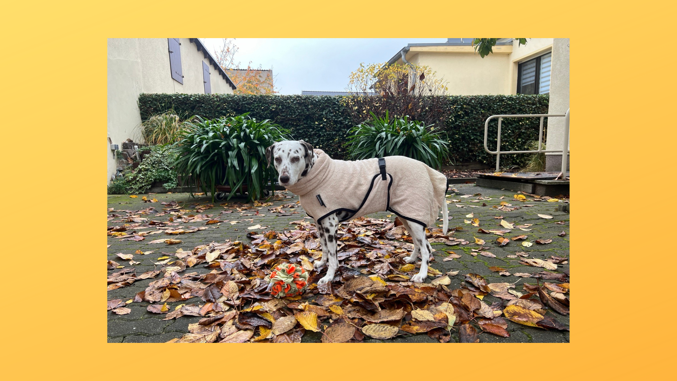 Hündin Alma im Hundebademantel an einem Herbsttag im Innenhof