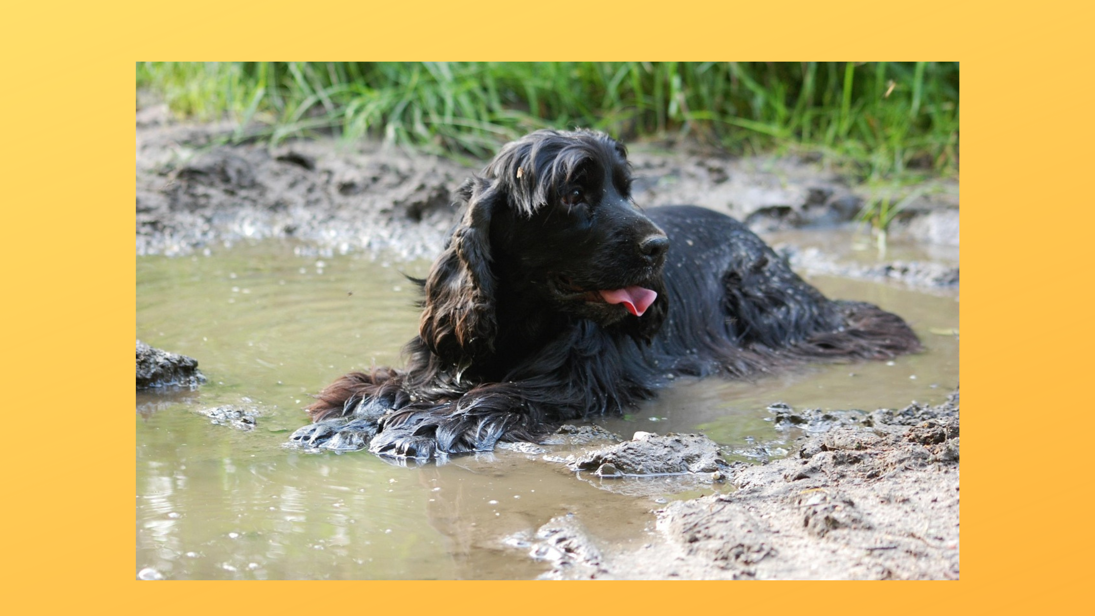 Ein schwarzer Cockerspaniel liegt mit dem Bauch im Schlamm