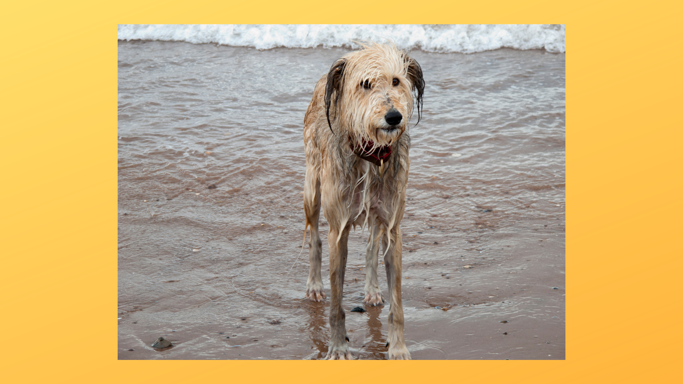 Ein nasser Hund steht am Sandstrand vor dem Meer