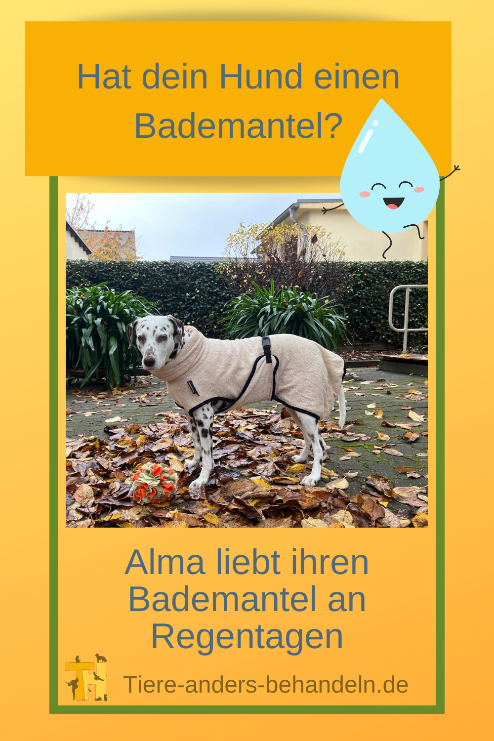 Alma liebt es ihren Hundebademantel an Regentagen zu tragen um schnell wieder gemütlich und trocken zu werden.