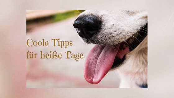 Coole Tipps für heiße Hundstage