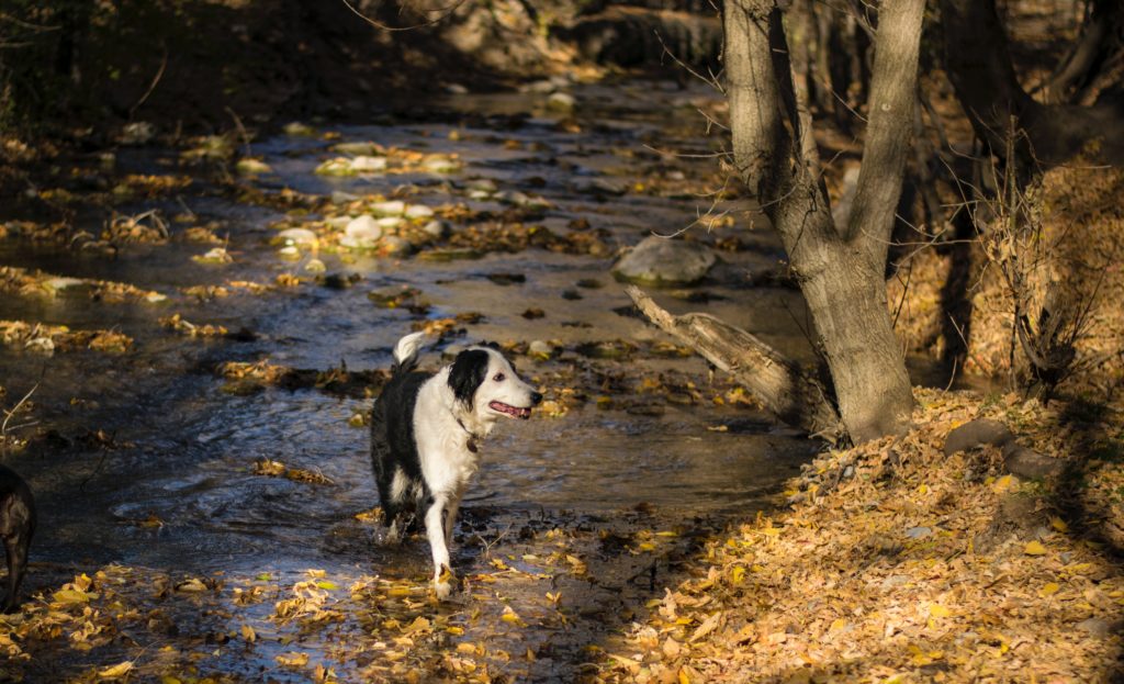 Deinen Hund beim Sterben begleiten tiereandersbehandeln.de