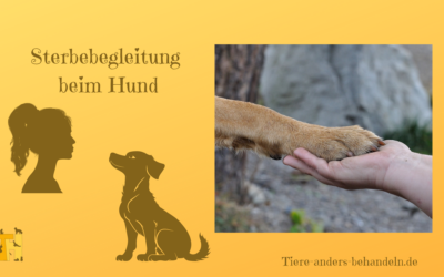 Deinen Hund beim Sterben begleiten