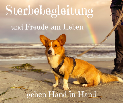 Sterbebegleitung tiereandersbehandeln.de