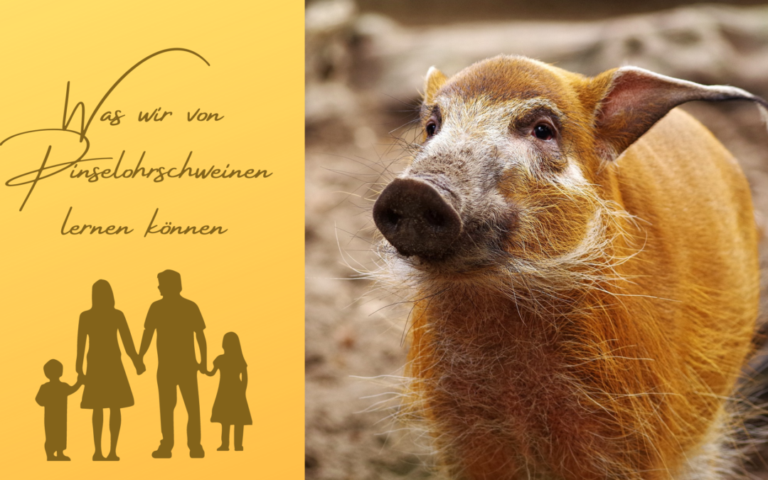 Tierkommunikation Pinselohrschweine