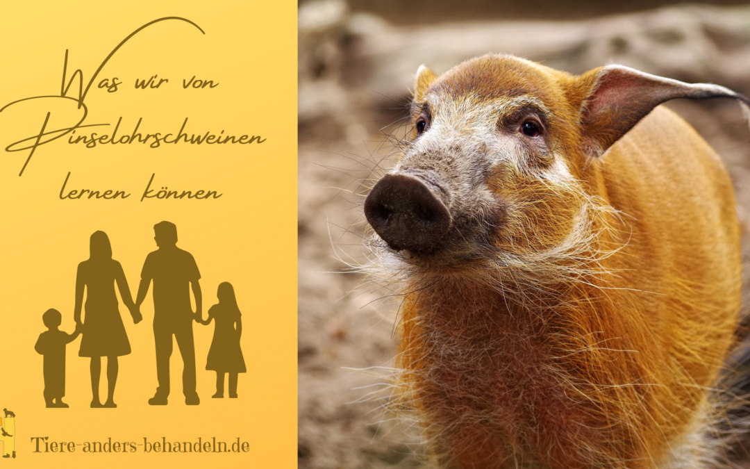 Tierkommunikation Pinselohrschweine