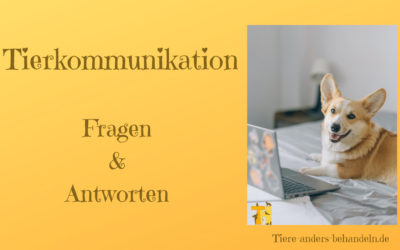 Tierkommunikation – Fragen und Antworten