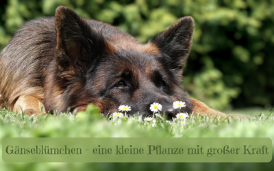 Gänseblümchen im Futternapf