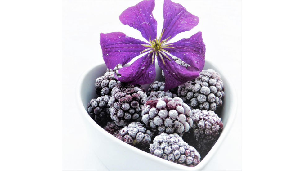 Brombeeren im Futternapf - tiere-anders-behandeln.de