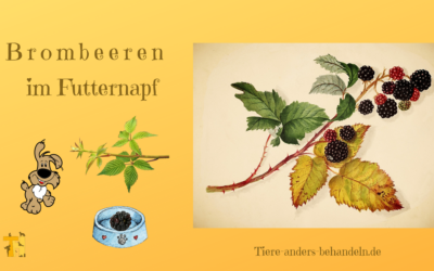 Brombeeren im Futternapf