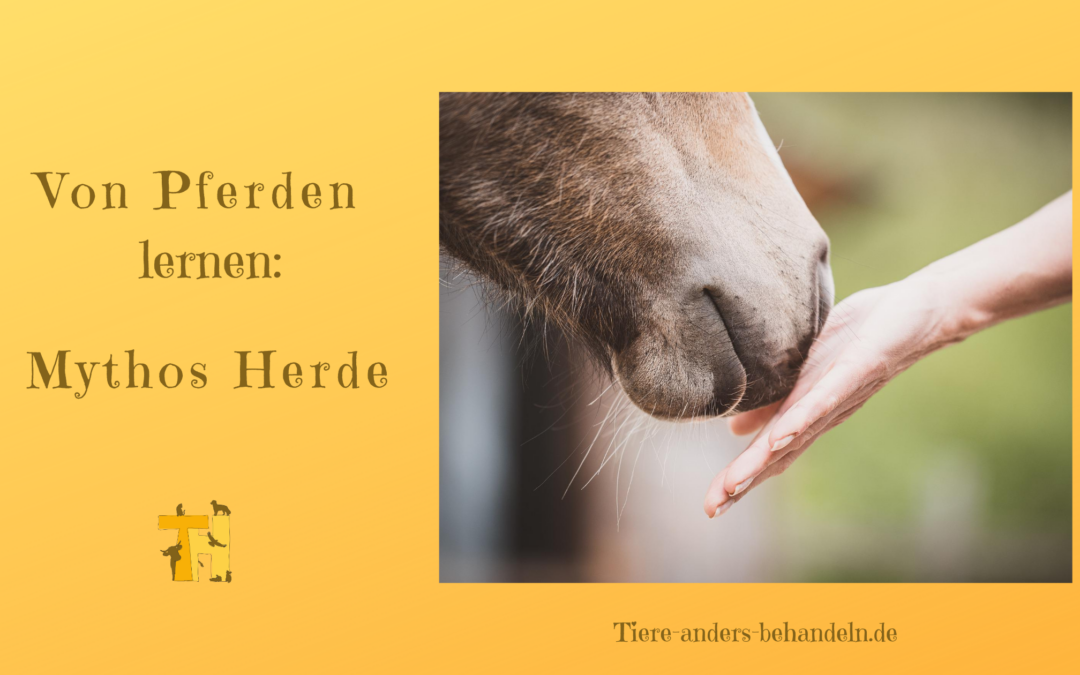 Von Pferden lernen – Tierkommunikation