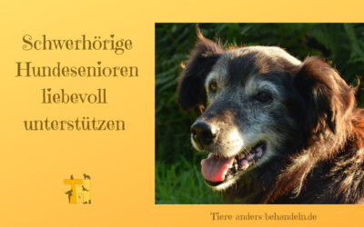 Hund schwerhörig Stress reduzieren