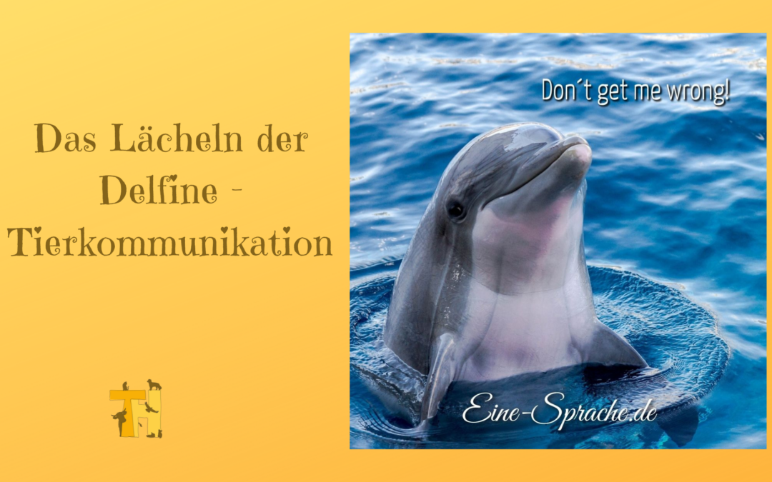 Tierkommunikation Delfin