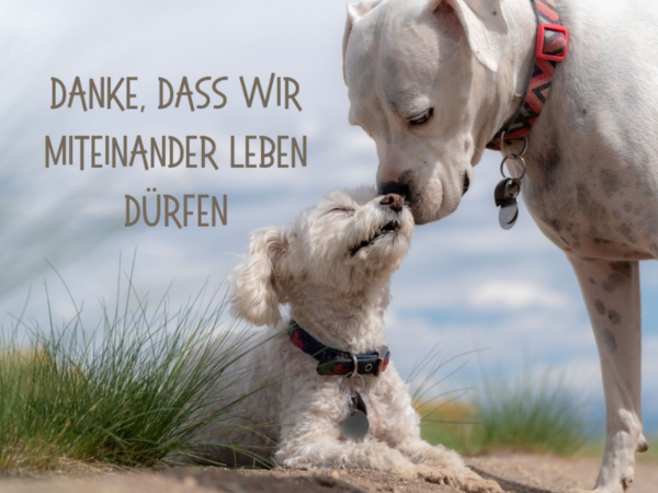 Tierbotschaft Hunde: Danke, dass wir miteinander leben dürfen