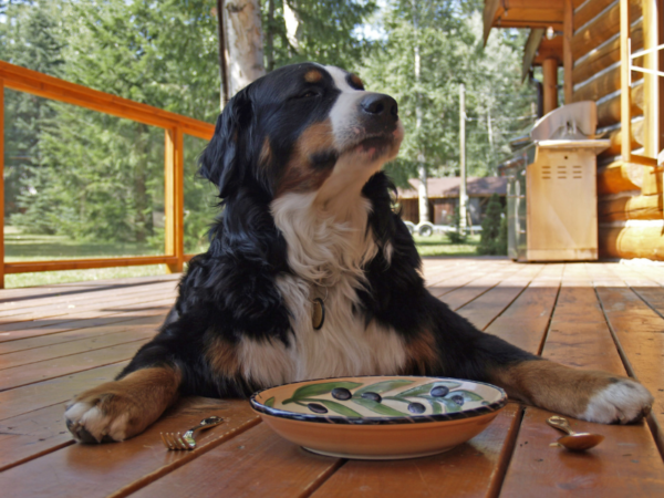 Futterklarheit, der Onlinekurs für alle Hundehalter, die ihrem Hund gesundes Futter geben wollen.