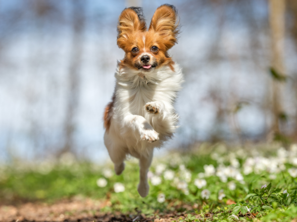 Hund springt dynamisch im Frühling durch die Natur