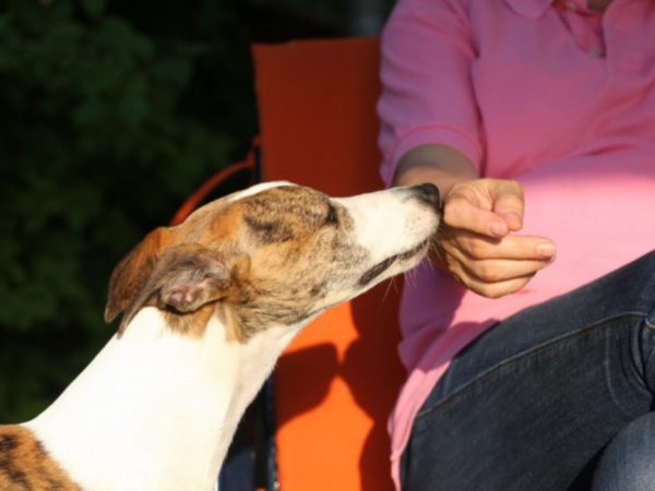 Hund und Mensch nähern sich intuitiv