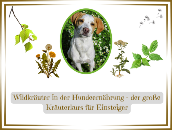 Wildkräuter in der Hundeernährung, der große Kräuterkurs online für Einsteiger