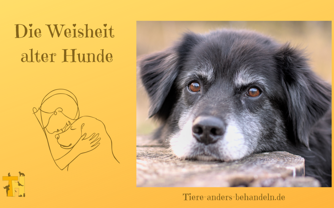 Die Weisheit alter Hunde