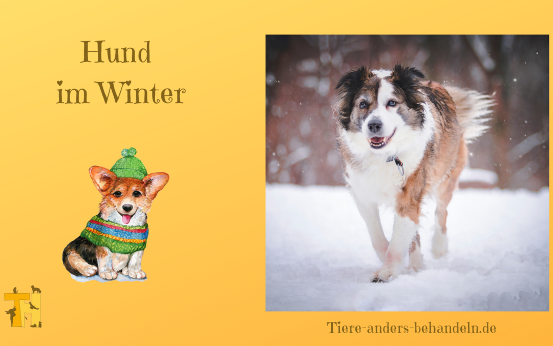 Hunde im Winter