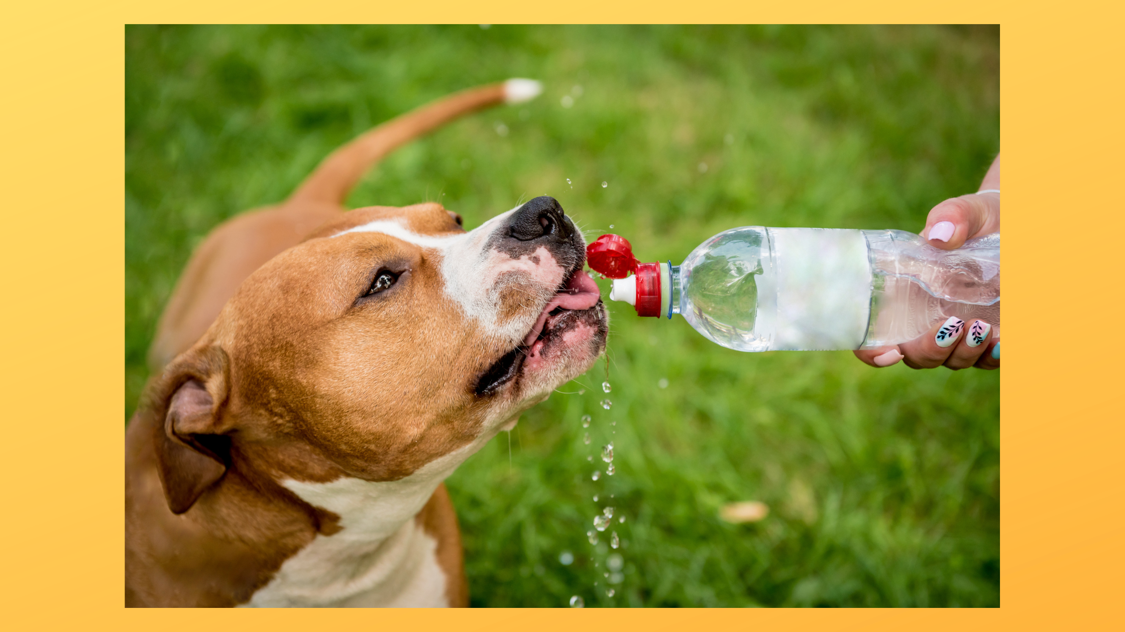 Hund trinkt Wasser direkt aus der Flasche