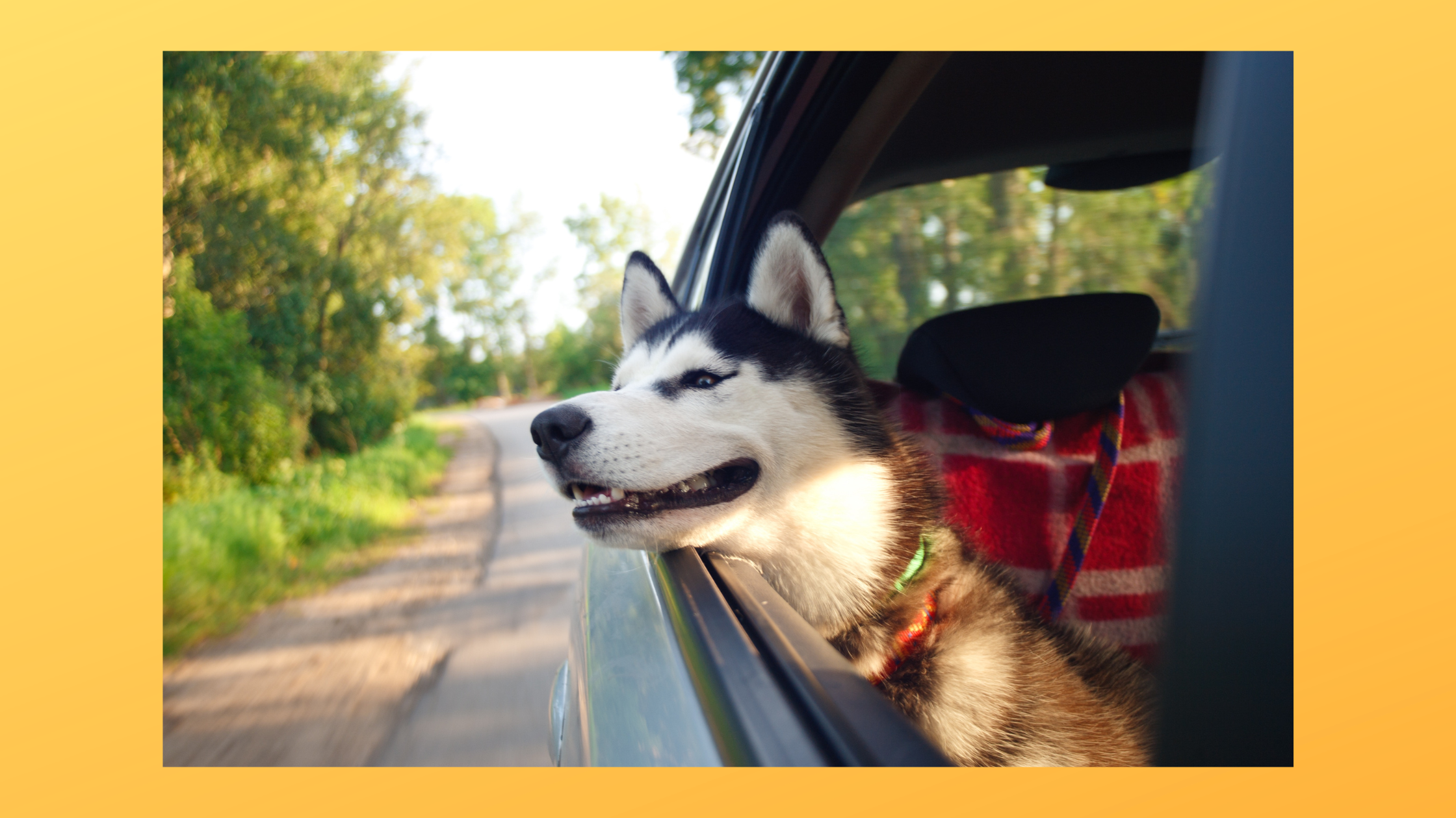 Husky schaut aus Fenster