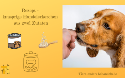 Rezept – knusprige Hundeleckerchen mit Nassfutter und Haferflocken