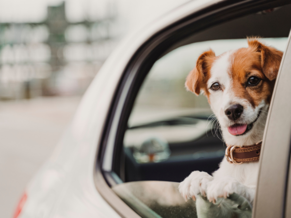 Rezept für weiches Hundefutter