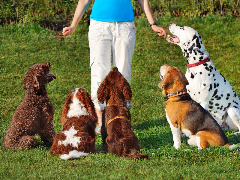 Rezept für weiches Hundefutter – Bild 7